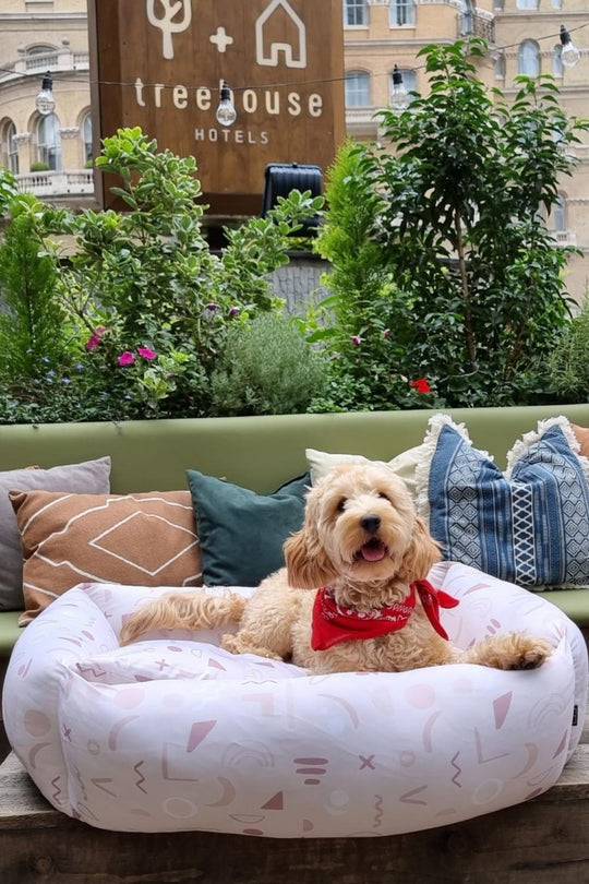 12 luxurious staycations for dog-friendly holidays in the UK